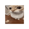 Kucing  8