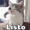 Gatos reacciones 😼 28