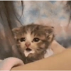 Kucing aneh 9