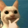 Random Cat 🐾 10