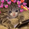 Gatinhos  11