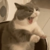 Gatinhos  7