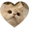 Love Kitten 🐾🐱 22
