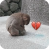 🐒 Reacciones de monitos🐒 13
