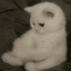 🧿Gatos para chat miau🐱🐈 8
