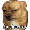 Cachorro meme 13