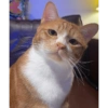 Gatos reacciones 😼 27
