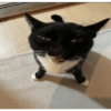 Kucing kucing 6