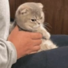 🌈🐈‍⬛✨️Gatos Funny Mood✨️🐈‍⬛🌈 12
