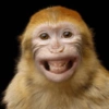 Monos random 🐒🦧 5