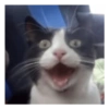 Kucing aneh 14