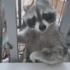 Raccoon Lucu 9