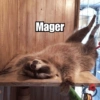 Raccoon Lucu 7