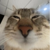 Gatinhos fofos 8
