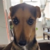 Perritos VARIADITOS! 🐕🐾 5