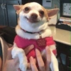 Chihuahuas 😁 5