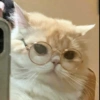Gatos reacciones 😼 8
