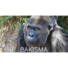 Goril 16