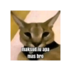 Kucing jomok 14