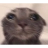 Kedi 13