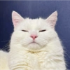 Gatos reacciones 😼 15