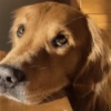 🐾Mix perritos tristes🐶🐾 9