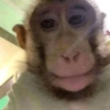 Macaco fofinho 7