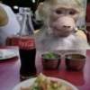 MACACOS ENGRAÇADOS 🐵🤣 13