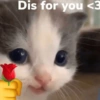 KUCING BUCIN 5