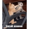 Meme kucing 1 13