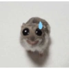 Hamster 17