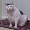 REAÇÕES DE GATOS 21