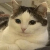 Pack of cats 6