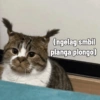 Meme kucing 1 8