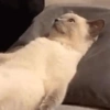 Pack of cats 14