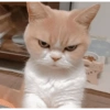 Gatos reacciones 😼 5