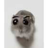 Hamster 20