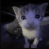 Cat Memes 😻 5