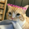 Gatinhos  8