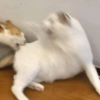 Daily Reactions  26
