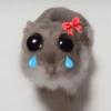 Hamster 25