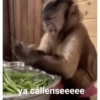 Macacos 18