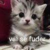 Reações irônicas 😹 9