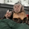 Macacos 15