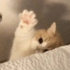 Gatinhos 17