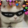 Cattiesays 😺🐈 28