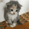 Gatitos. | @ocenferios  Haki. 8