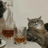 Gatitos Viciosos 🍻🥃 7
