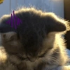🌈🐈‍⬛✨️Gatos Funny Mood✨️🐈‍⬛🌈 7