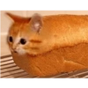 Kedi 9